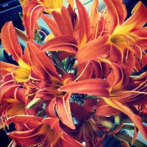 Meet your Posher, Rae